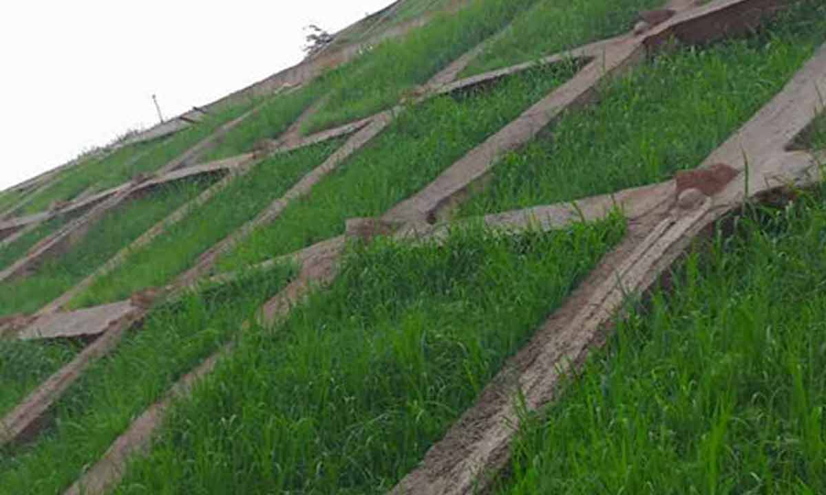 1719369318104842.jpg 復(fù)綠.jpg